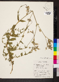 Silene vulgaris image