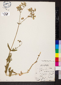 Silene vulgaris image