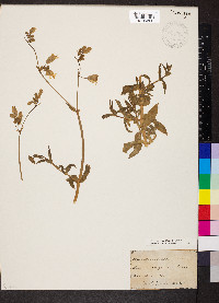 Silene vulgaris image