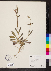 Silene caroliniana image