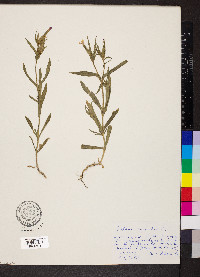 Silene conoidea image