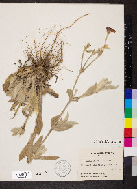 Silene coronaria image