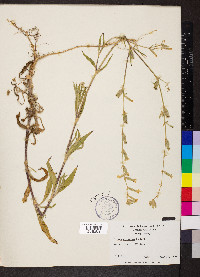 Silene dichotoma image