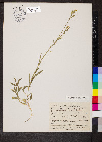 Silene douglasii var. douglasii image