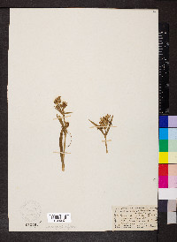 Silene scouleri image