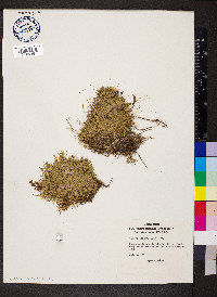 Silene acaulis image