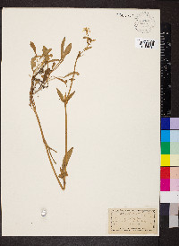 Silene acaulis image