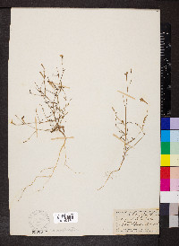 Silene nocturna image