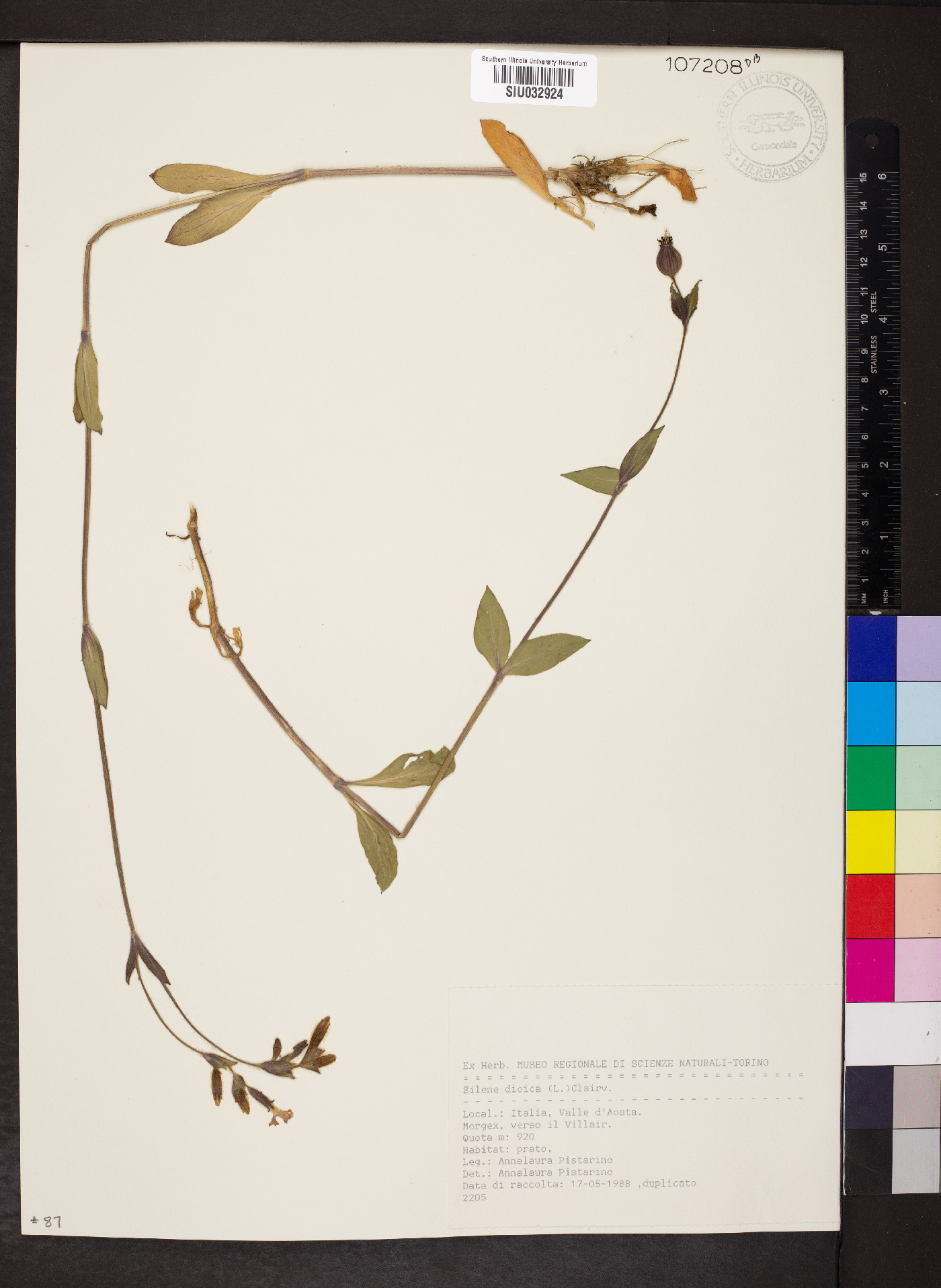 Silene dioica image