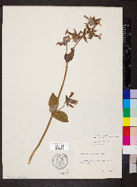 Silene dioica image