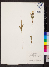 Silene dioica image