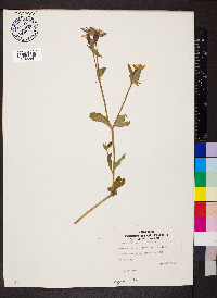 Silene dioica image