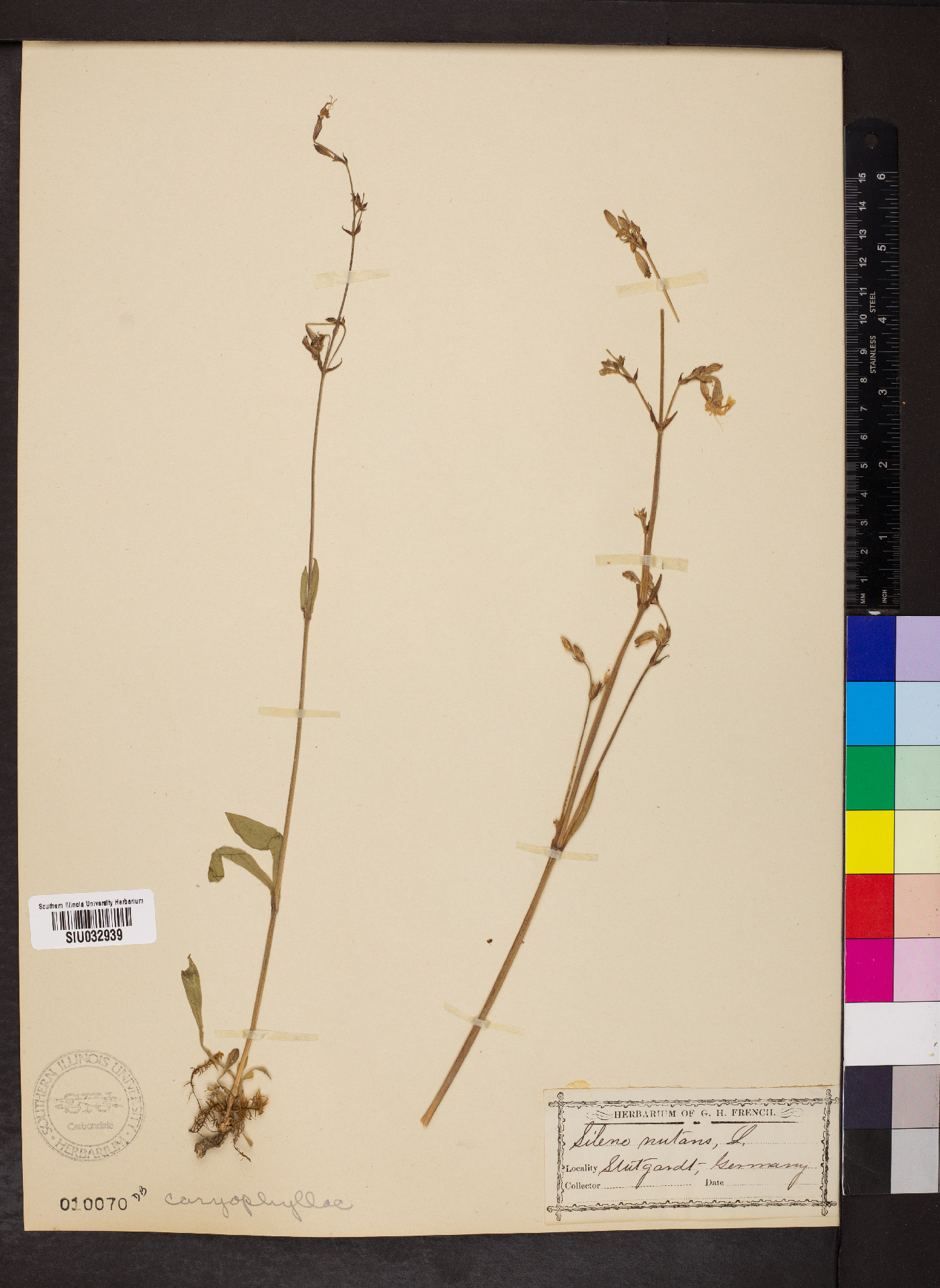 Silene nutans image