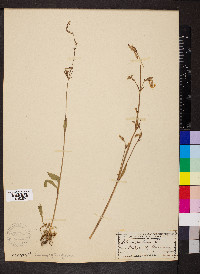 Silene nutans image