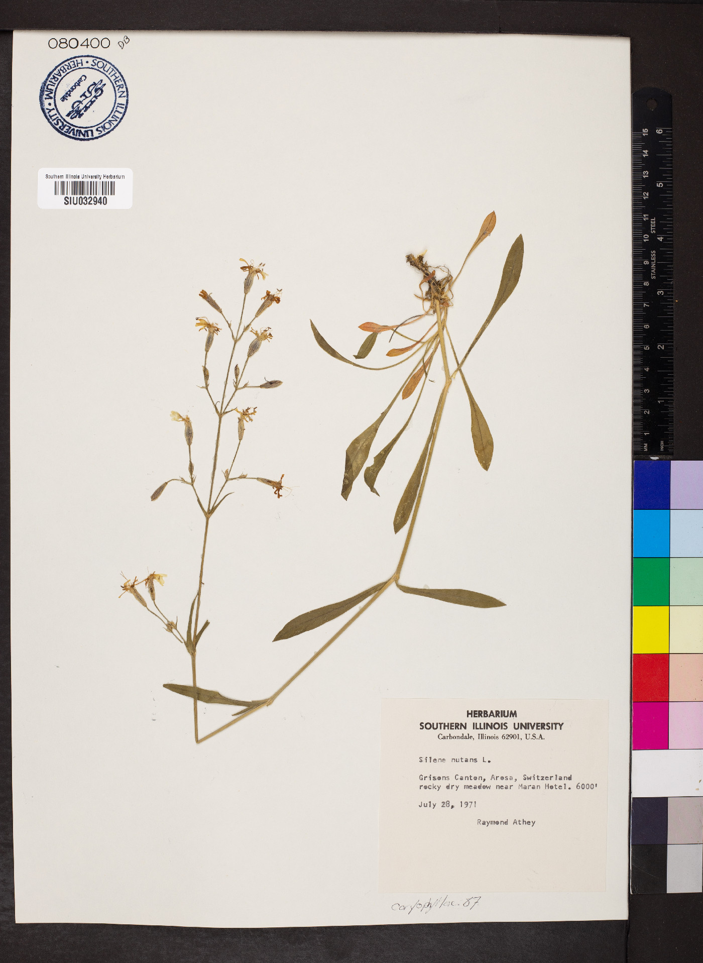 Silene nutans image