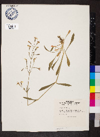 Silene nutans image