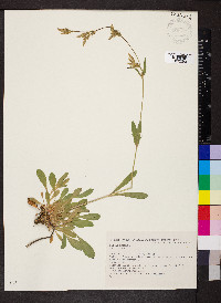 Silene nutans image