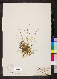 Silene saxifraga image