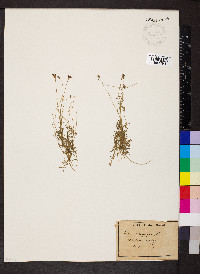 Silene saxifraga image