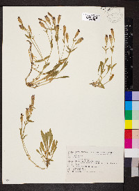 Silene vallesia image