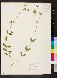 Silene vulgaris image