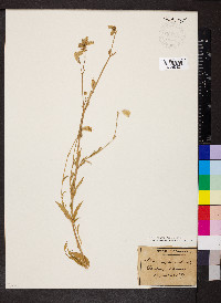 Silene vulgaris image