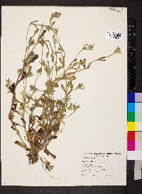 Silene gallica image