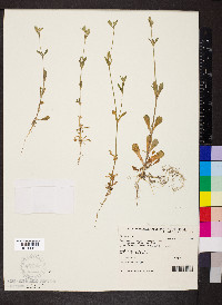 Silene nocturna image