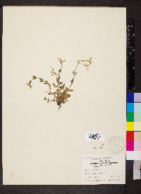 Cerastium fontanum subsp. vulgare image