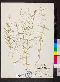 Stellaria longifolia image