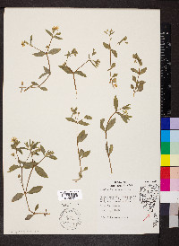 Stellaria pubera image