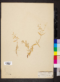 Stellaria borealis image