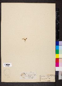 Stellaria humifusa image