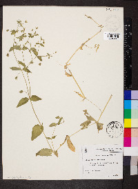 Stellaria pubera image