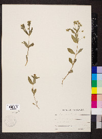 Stellaria pubera image