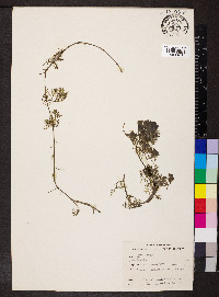 Cabomba caroliniana image