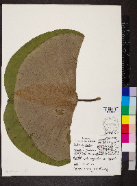 Nelumbo lutea image