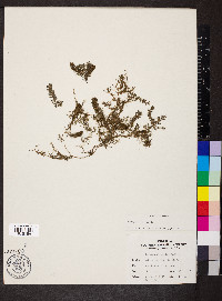 Ceratophyllum demersum image