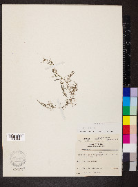 Ceratophyllum demersum image