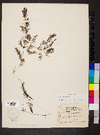 Ceratophyllum demersum image