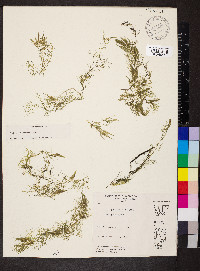 Ceratophyllum echinatum image