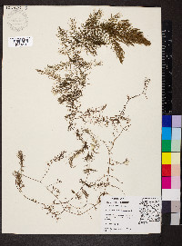 Ceratophyllum demersum image