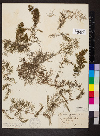 Ceratophyllum demersum image