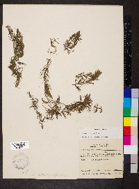 Ceratophyllum echinatum image