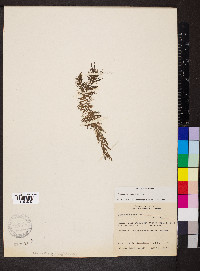 Ceratophyllum echinatum image