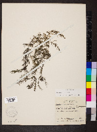 Ceratophyllum echinatum image