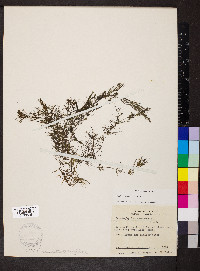 Ceratophyllum echinatum image