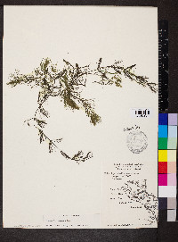 Ceratophyllum echinatum image