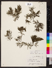 Ceratophyllum echinatum image