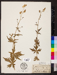 Aconitum columbianum image